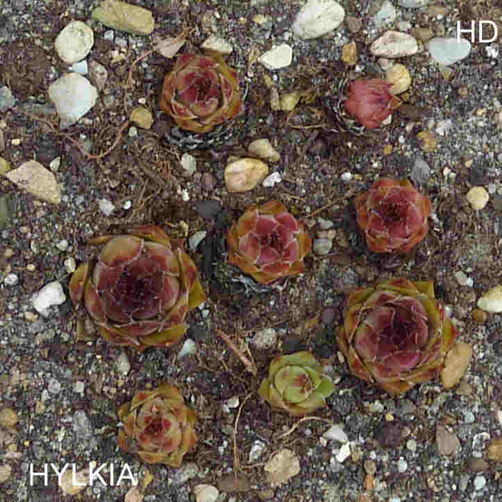 Hylkia