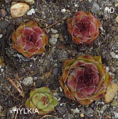 Hylkia