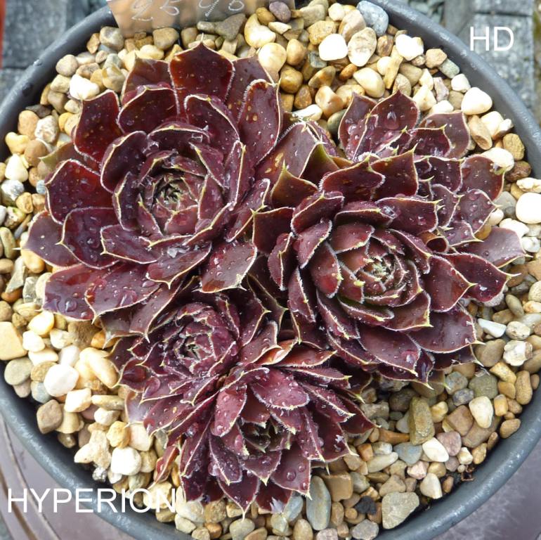 Hyperion / Jovi
