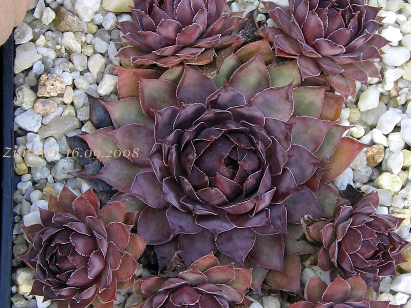 Pacific Purple Shadows