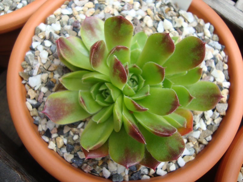 Gold Bug / Jovi