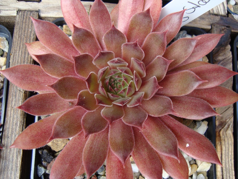 Pacific Evening Star