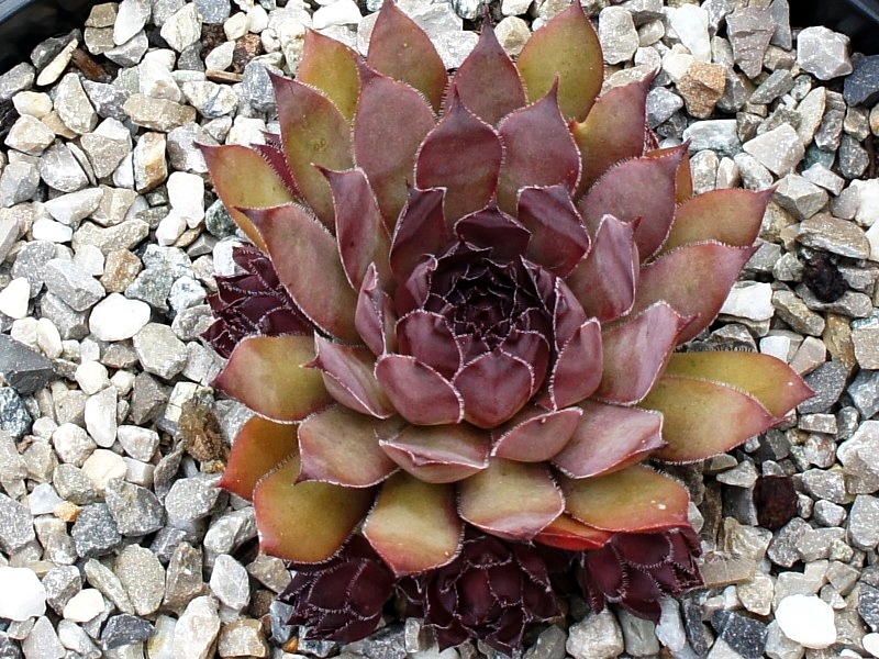 Pacific Purple Shadows