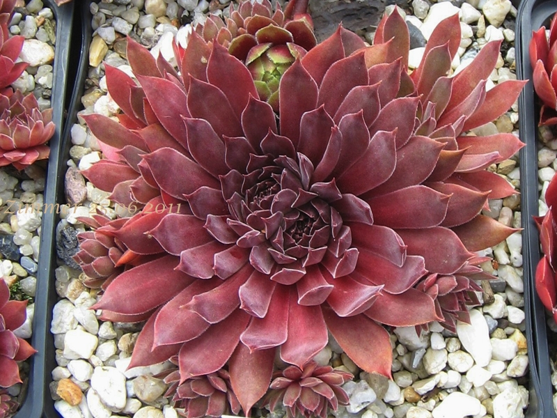 Pacific Evening Star