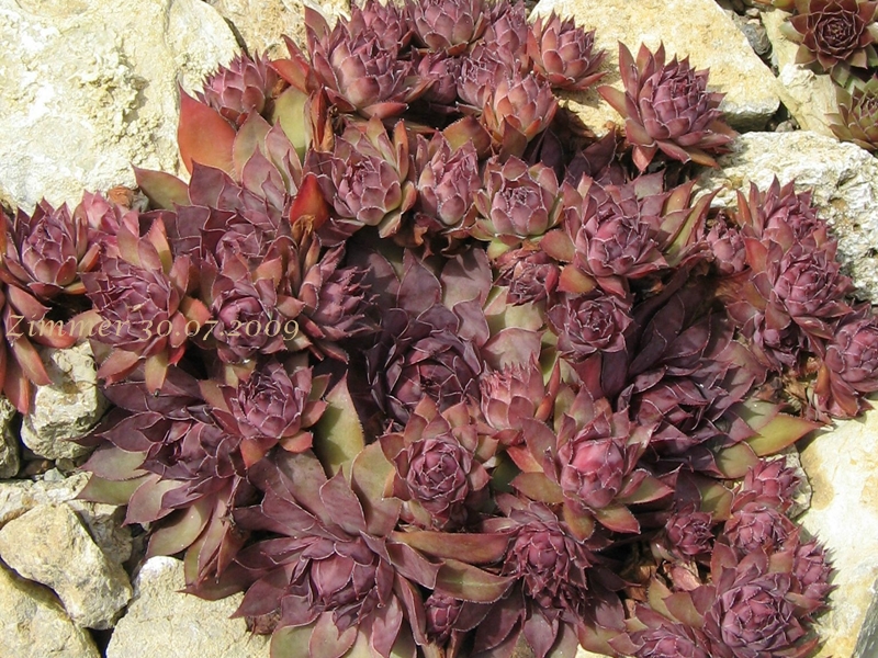 Pacific Purple Shadows