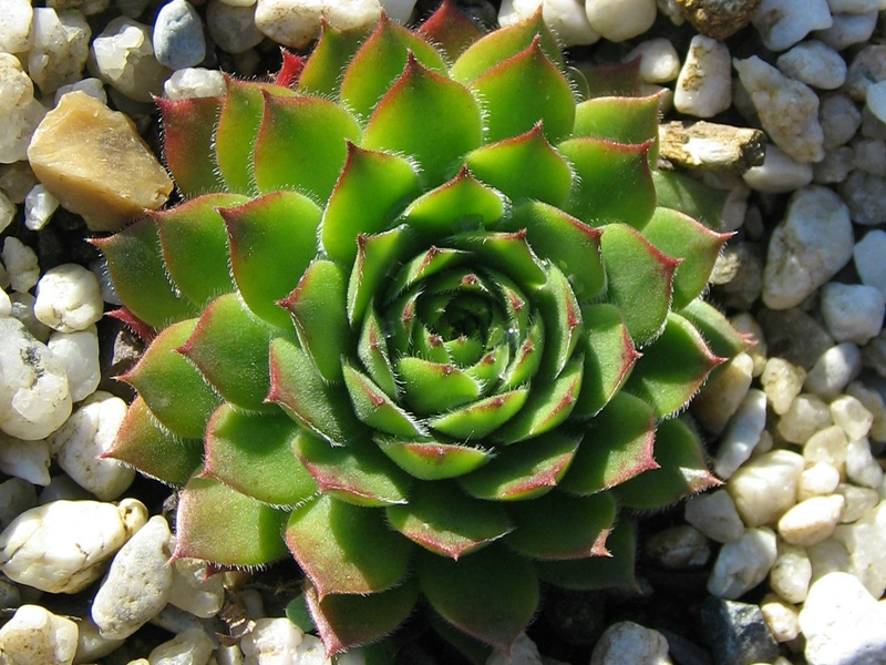 Suleika