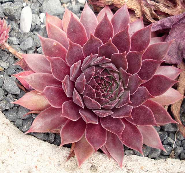 Pacific Evening Star