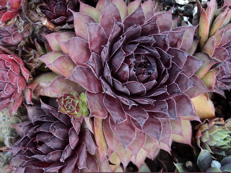 Pacific Purple Shadows