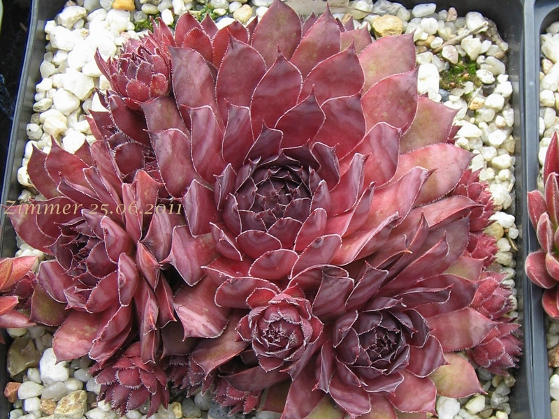 Pacific Purple Shadows