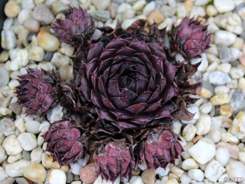 Pacific Purple Shadows