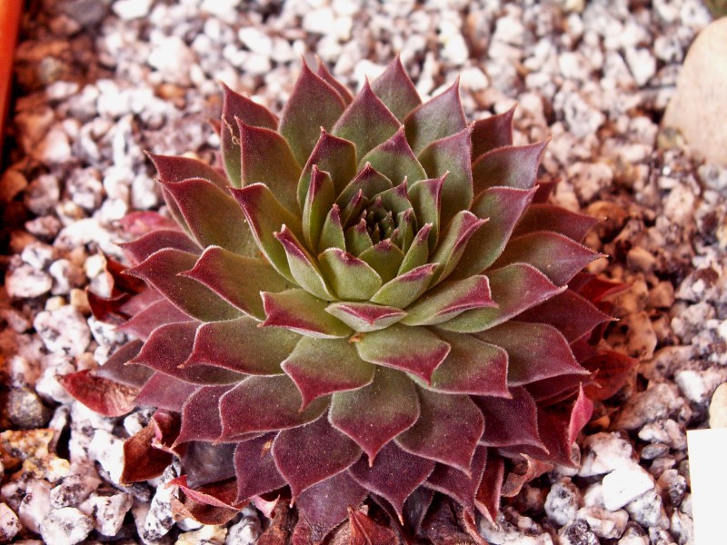 Pacific Evening Star