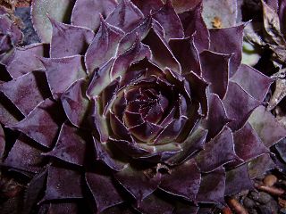 Pacific Purple Shadows