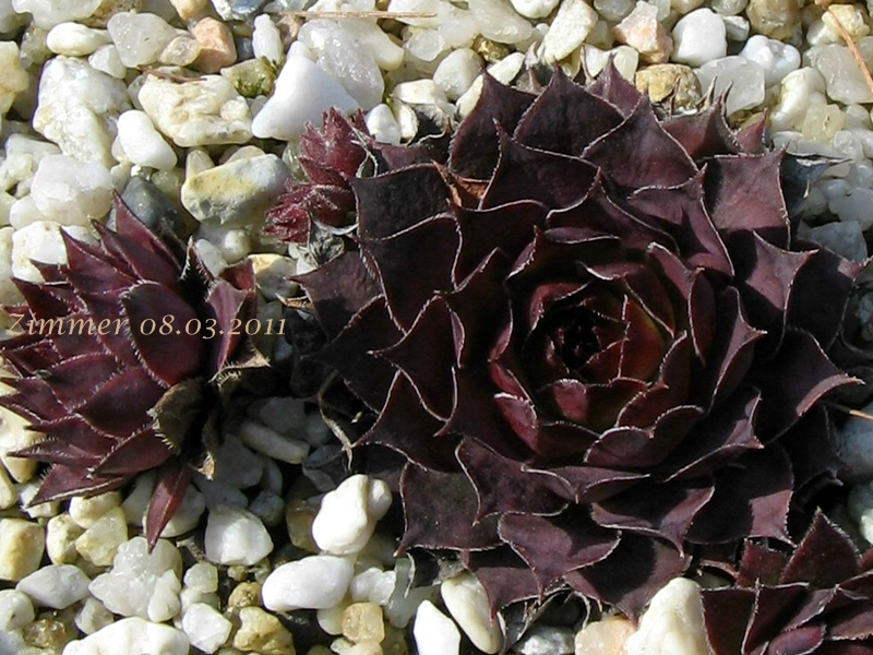 Pacific Purple Shadows