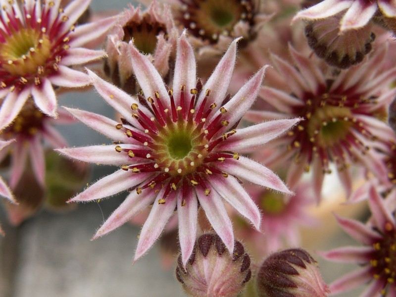 Pacific Evening Star