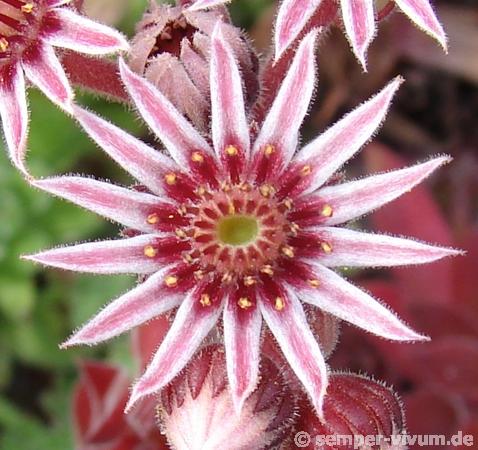 Pacific Evening Star