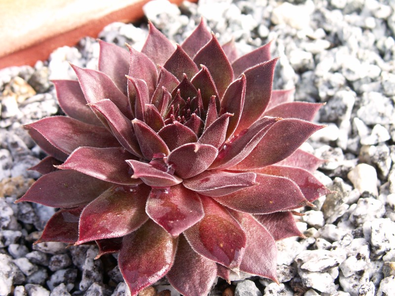 Pacific Evening Star