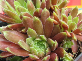 Tambora