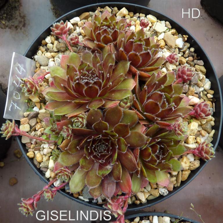 Giselindis