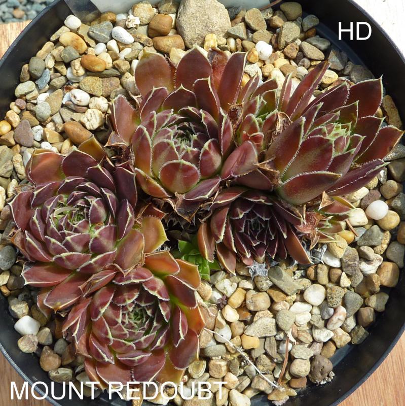 Mount Redoubt / Jovi