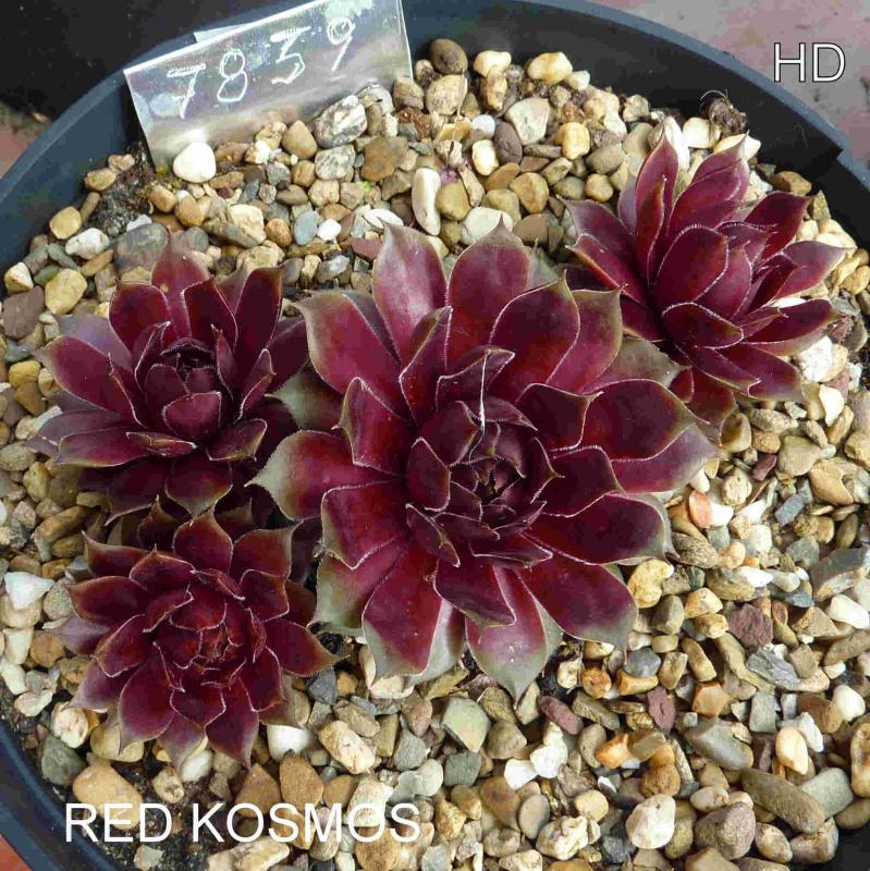 Red Kosmos
