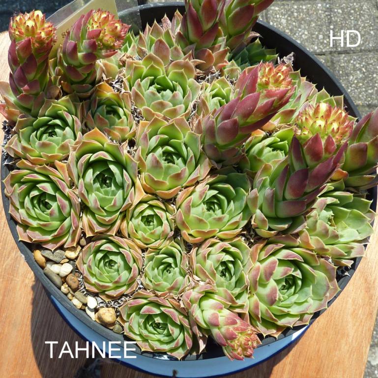 Tahnee / Jovi