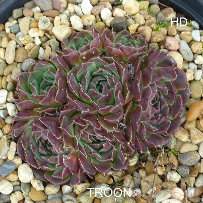 Troon / Jovi