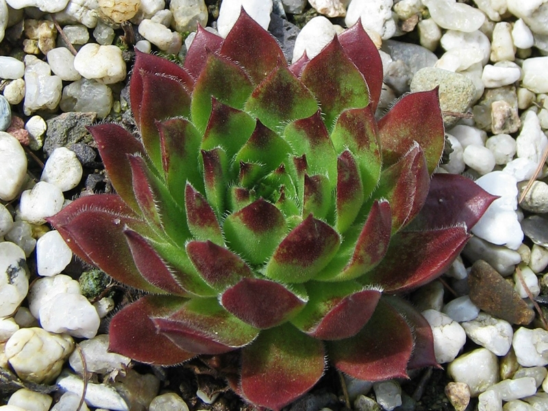Suleika
