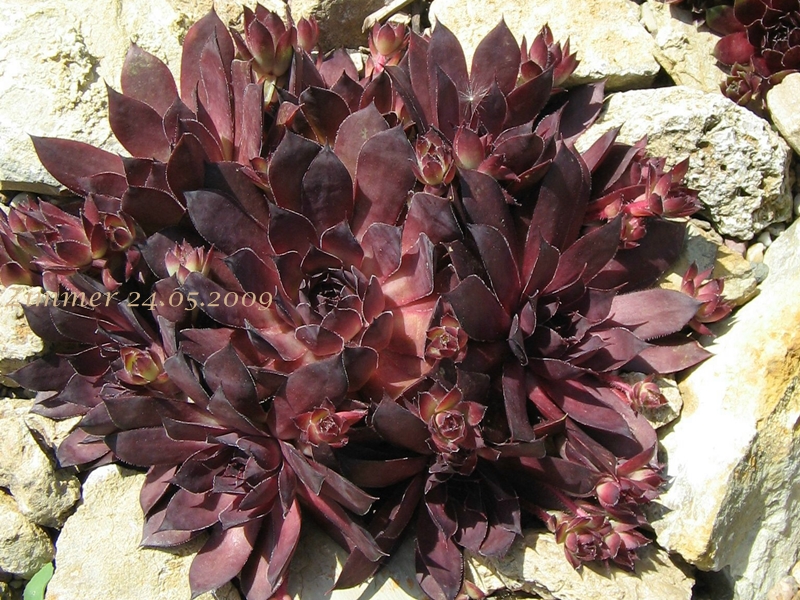 Pacific Purple Shadows