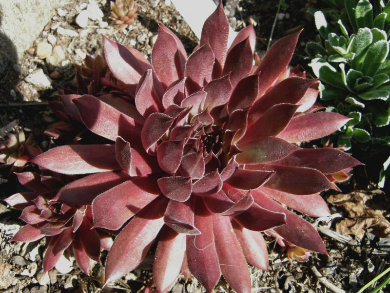 Pacific Evening Star
