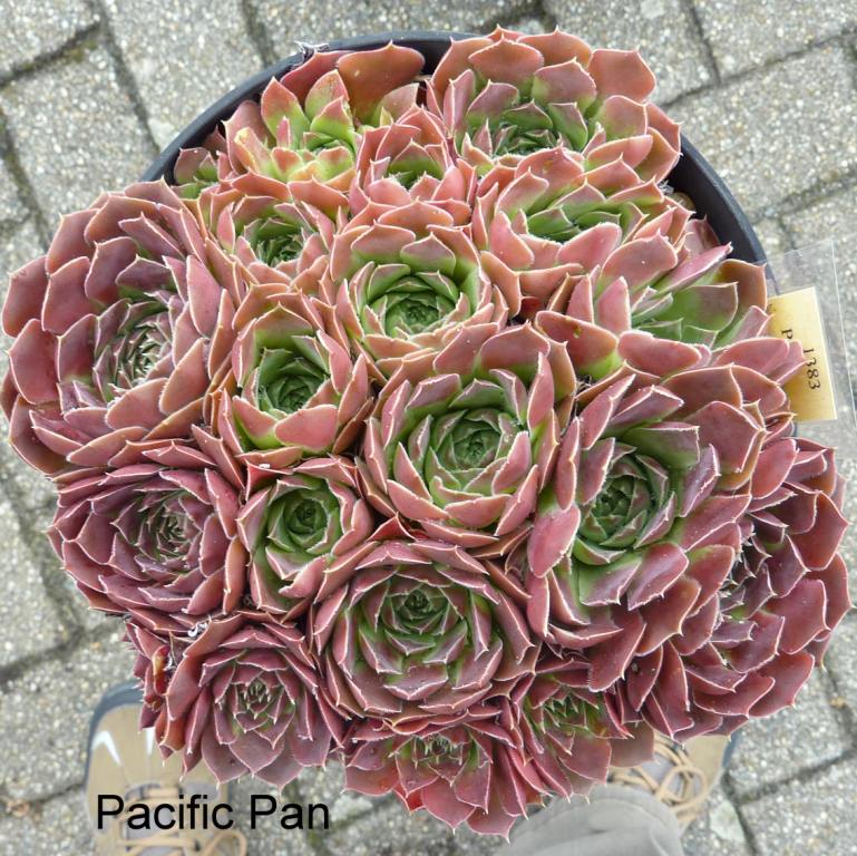 Pacific Pan / Jovi