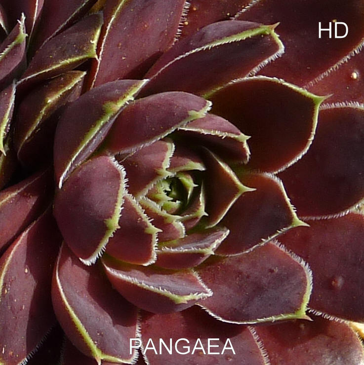 Pangaea / Jovi