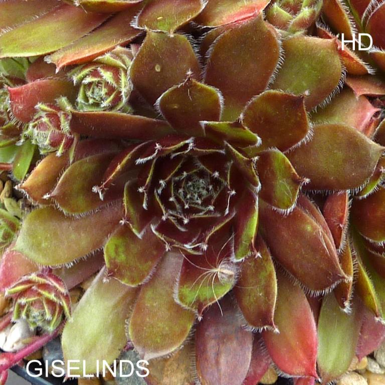 Giselindis