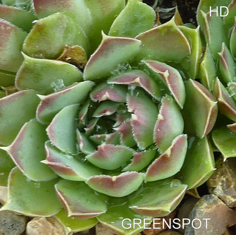 Greenspot / Jovi