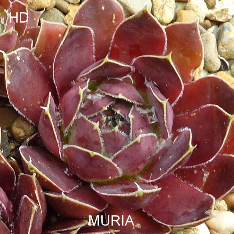 Muria / Jovi
