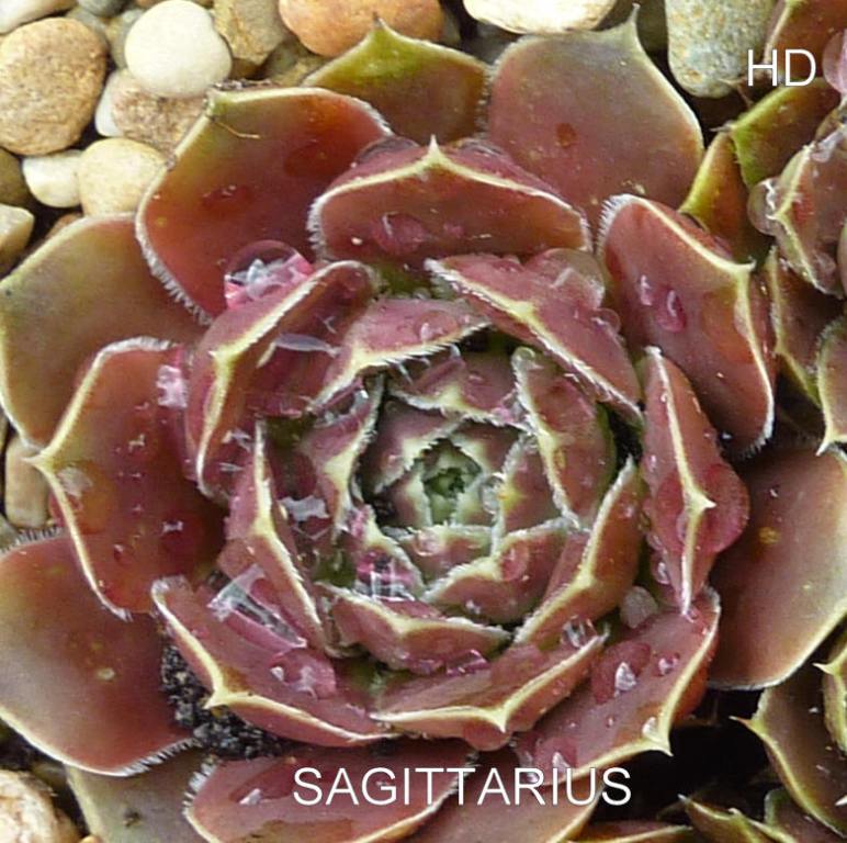 Sagittarius / Jovi