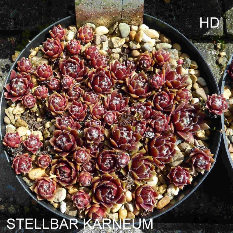 Stellbar Karneum