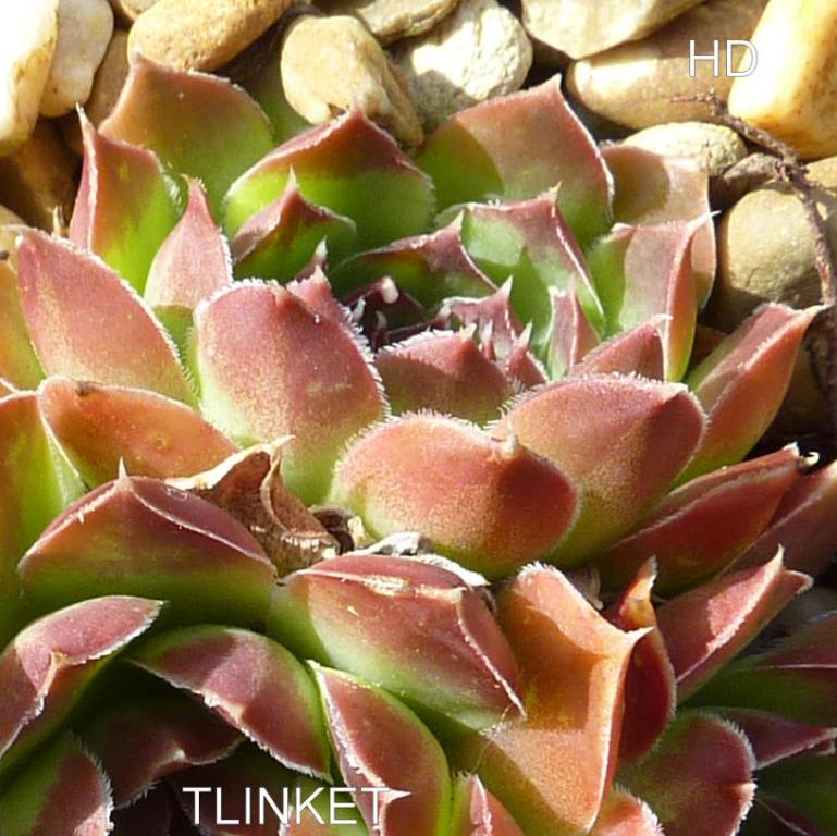 Tlinket / Jovi