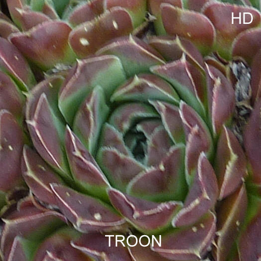 Troon / Jovi