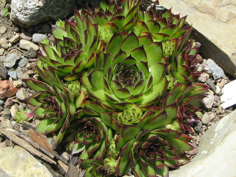 Sigi