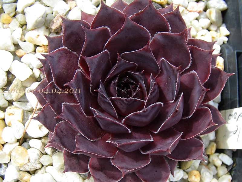 Pacific Purple Shadows