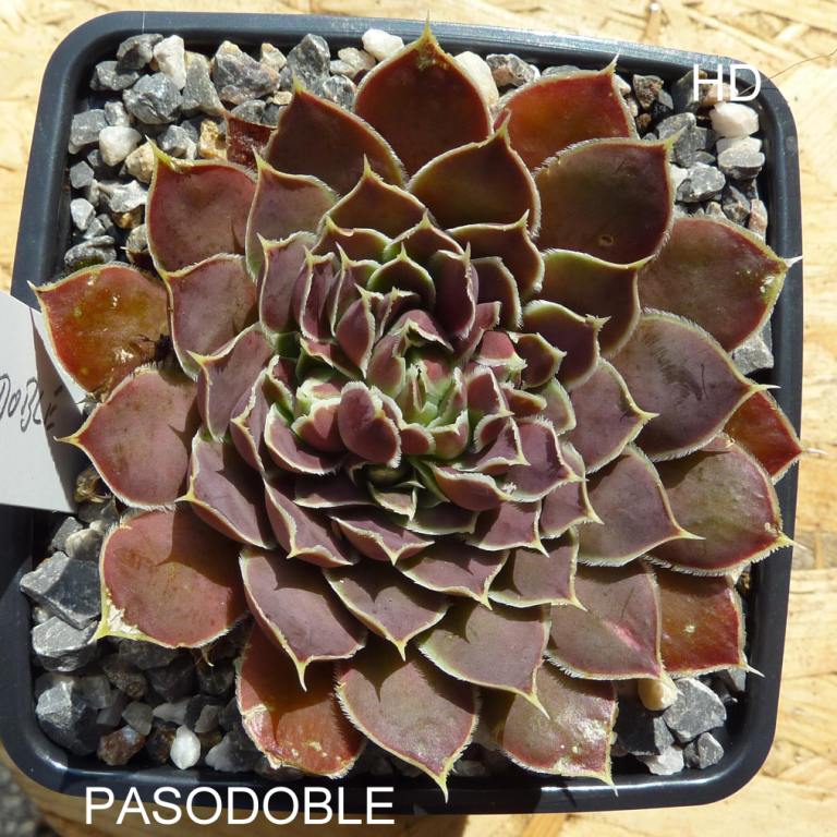Pasodoble / Jovi