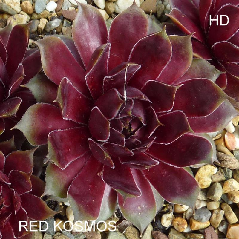 Red Kosmos
