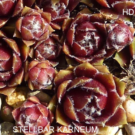 Stellbar Karneum