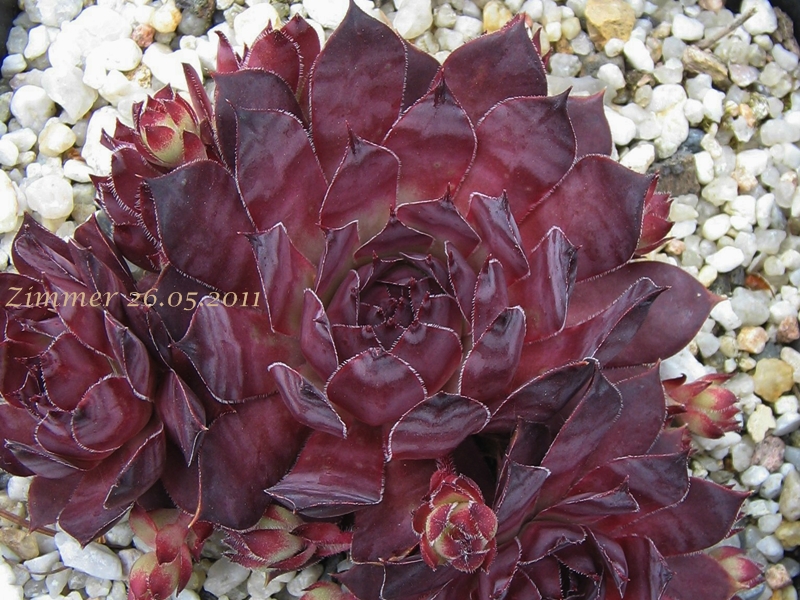 Pacific Purple Shadows