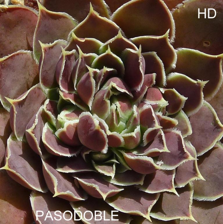 Pasodoble / Jovi