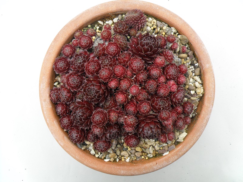 Touch of Class