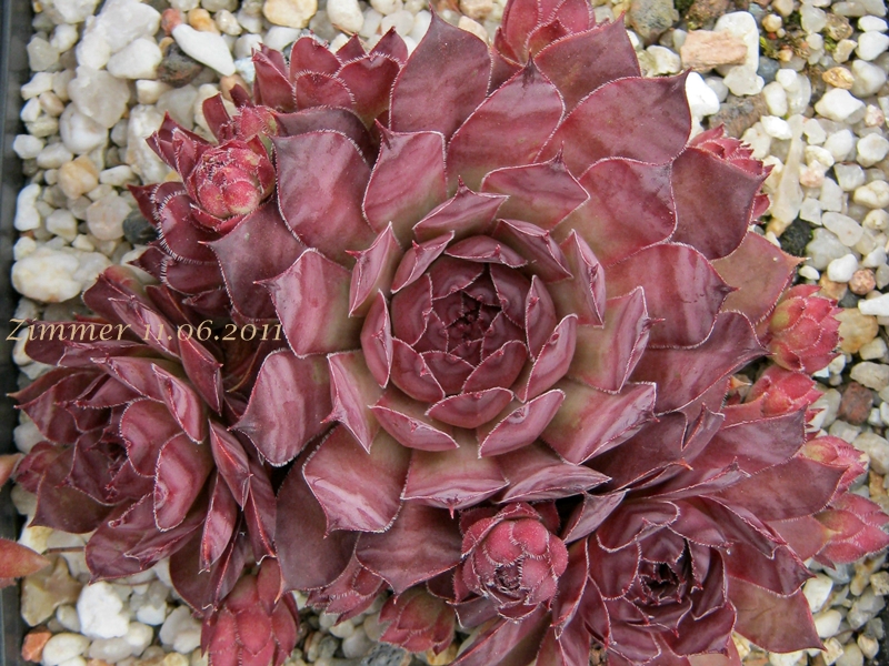 Pacific Purple Shadows