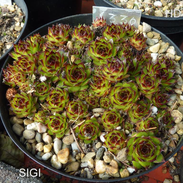 Sigi