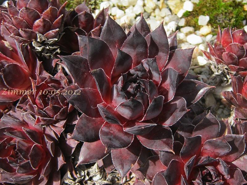 Pacific Purple Shadows