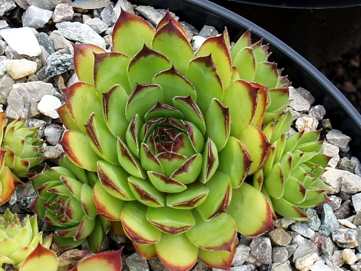 Sigi